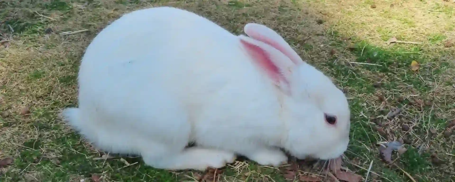 トップページ