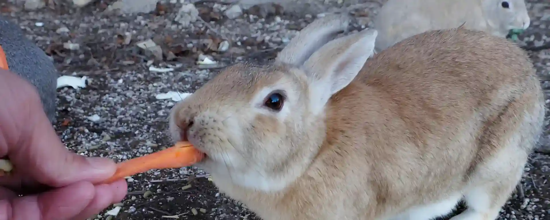 うさぎについて